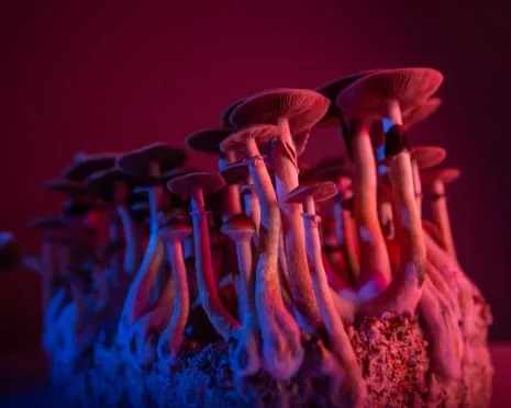 About Psychedelics by the Author: A Reflective Guide into Consciousness Expanders